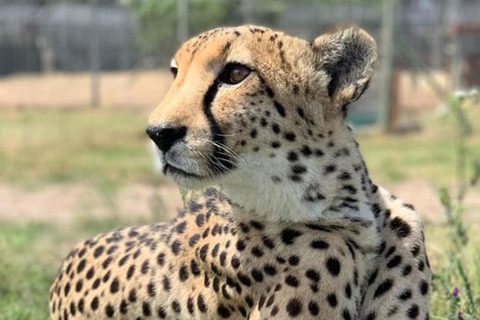 Città del Capo: degustazione di vini, casa delle giraffe e incontro con il ghepardo