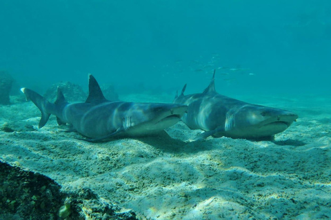 Vanuit Puerto Ayora: Santa Fe eiland snorkelen dagtour