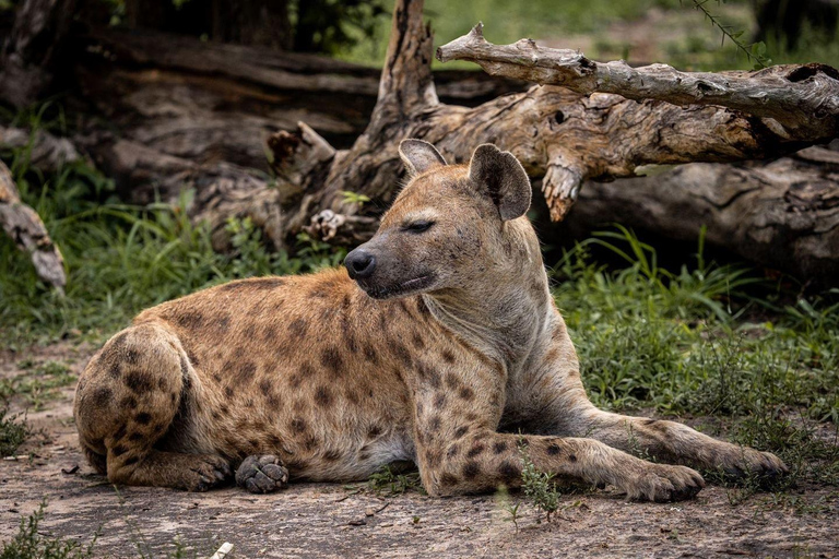 Från Zanzibar: Mikumi dagsutflykt Safari Med flyg.