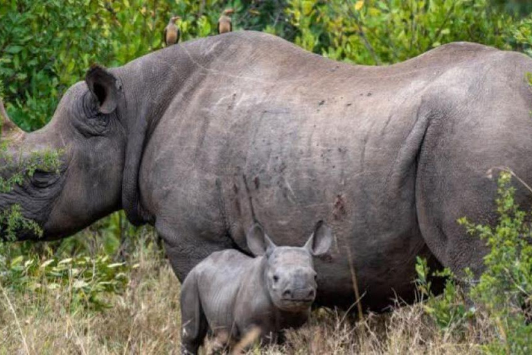 Nairobi: Ol Pejeta Conservancy Overnight Safari Nairobi: Ol Pejeta Conservancy Overnight Safari