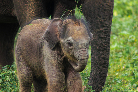 Sigiriya: Ethical Hurulu Elephant Safari With Guide Ethical Elephant Safari Without Entrance Ticket