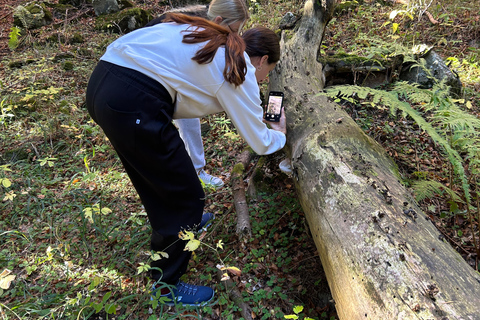 Sofia: Culinary Adventure To The Fungi And Botanical Kingdom