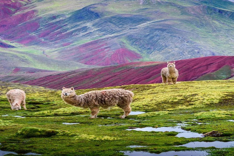 Cusco: Dia inteiro na montanha Palcoyoc + Refeições incluídas