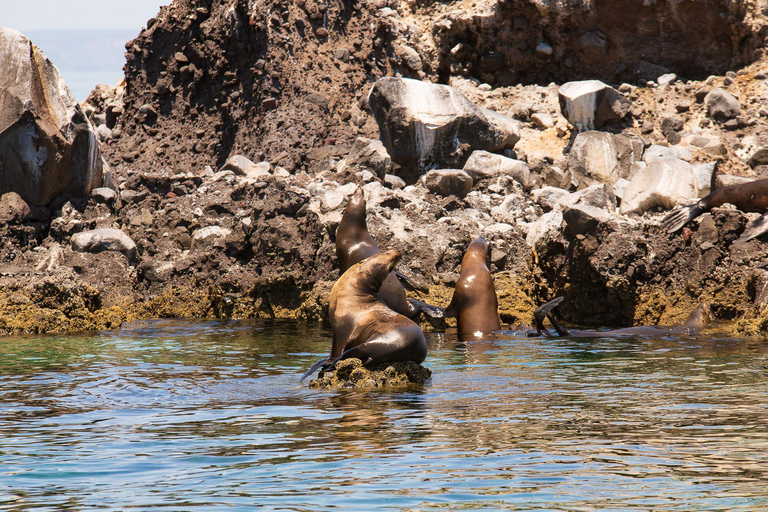 La Paz: Espiritu Santo Island Tour