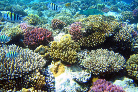 Nurkowanie z rurką na rafie w zatoce Gatas