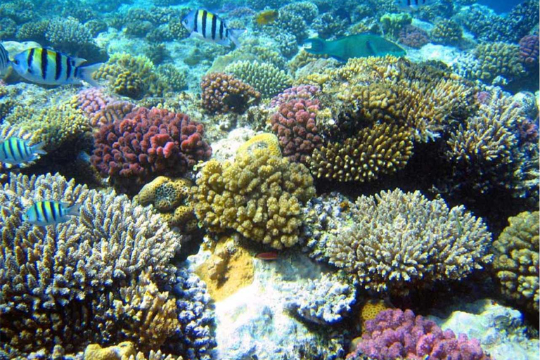 Nurkowanie z rurką na rafie w zatoce Gatas