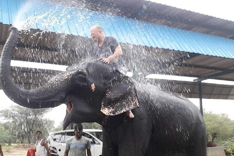 Jaipur: Hathigao Elephant Village Ride, Feeding, & Photos Riding, Feeding And Photography with Elephant