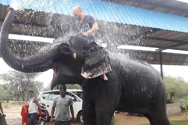 Jaipur: Hathigao Elephant Village Ride, Feeding, & Photos Riding, Feeding, Climbing And Photography with Elephant