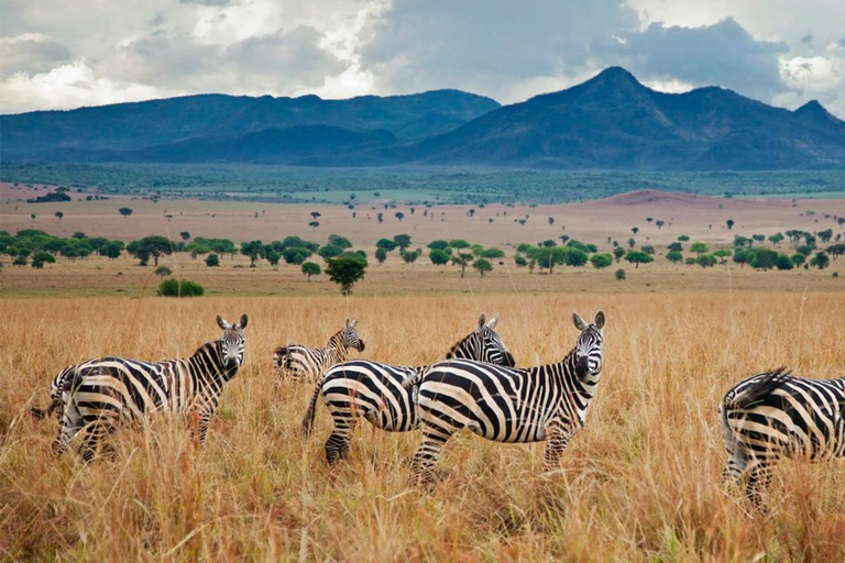 4 Day Breathtaking Safari in Kidepo Valley National Park