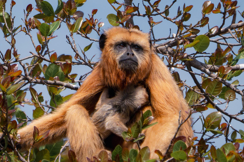 São Paulo: 3-Day Eco Safari Experience in the Pantanal