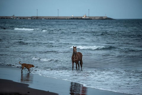 Jose Ignacio: Unforgettable Coastal Horseback at the Beach