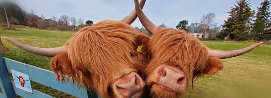 Au départ d'Invergordon : excursion privée dans les Highlands du Nord