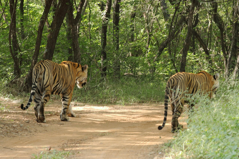 Jaipur to Agra: Ranthambore Safari with One-Way Transfer 3-Star Hotel with 2 Meals, Car, Driver, Guide, and 1 Safari