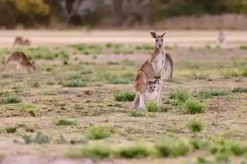Gold Coast: Mount Tamborine Kangaroo and Koala Day Tour