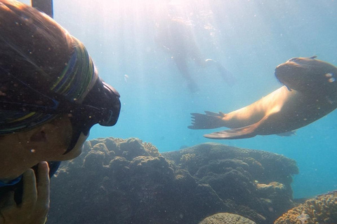 La Paz: Espíritu Santo Island & Whale Shark Day Trip