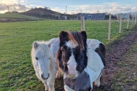 Stirling: Harmony Fields Animal Sanctuary Guided Tour