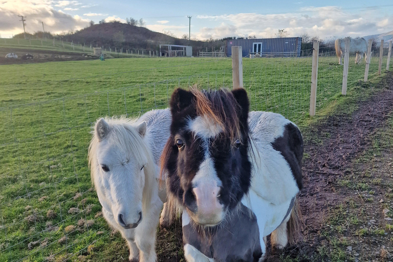 Stirling: Harmony Fields Animal Sanctuary Guided Tour