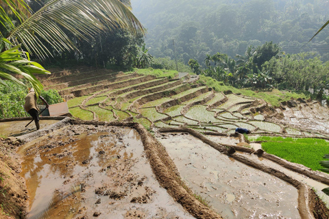 Kandy: Knuckles Mountain Range Guided Trekking Tour