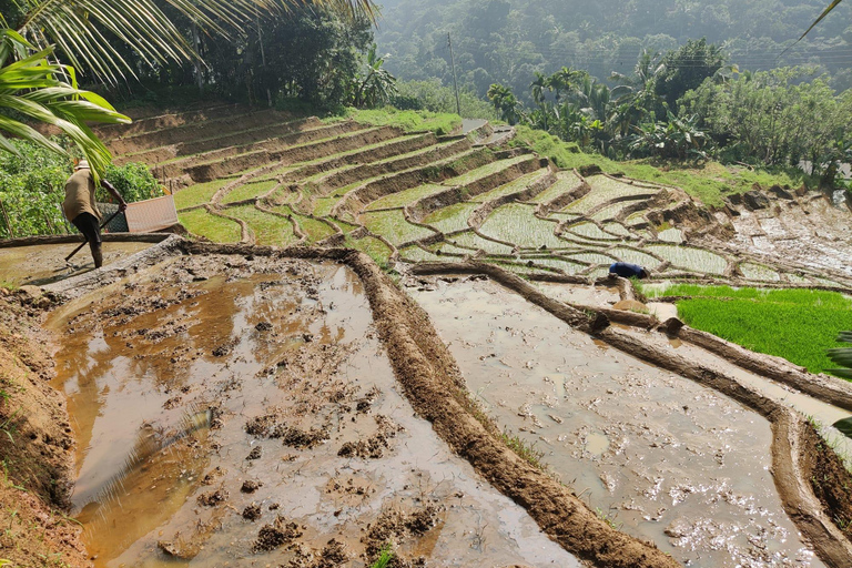 Kandy: Knuckles Mountain Range Guided Trekking Tour