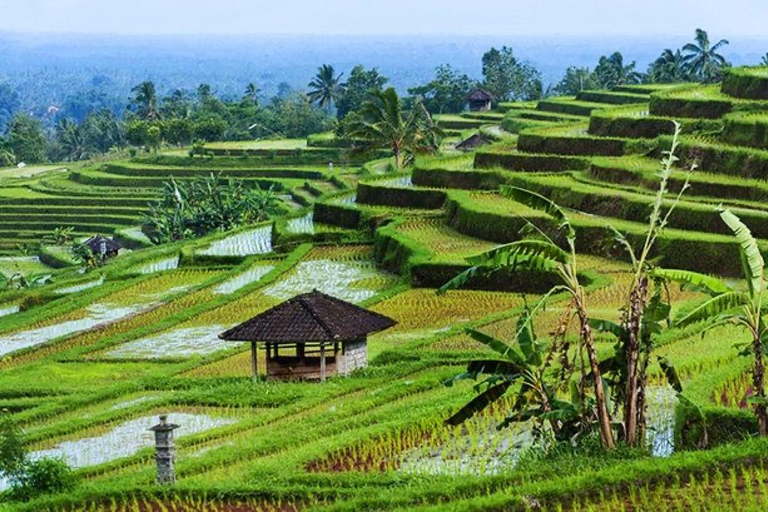 Bali: Private Sangeh Monkey Forest, Temple & Waterfall Tour Without entry tickets