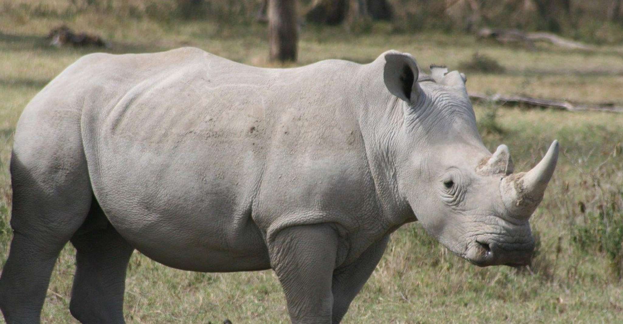 10-day Best Of Kenya Rhino Safari on a 4x4 Land Cruiser Jeep - Housity