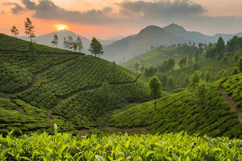 Kerala: 4-Day Honeymoon Tour with Treehouse Stay