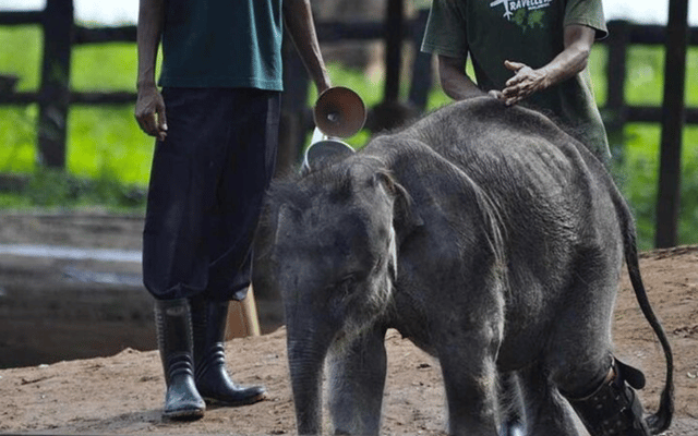 From Colombo: Udawalawe Park and Elephant Transit Centre
