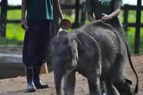 From Colombo: Udawalawe Park and Elephants Orphanage