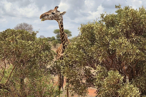 3-Day Safari in Tsavo East, Ngutuni, & Salt Lick – Big Five & Sunset Views 3-Day Safari in Tsavo East, Ngutuni & Salt Lick – Big Five & Sunset Views