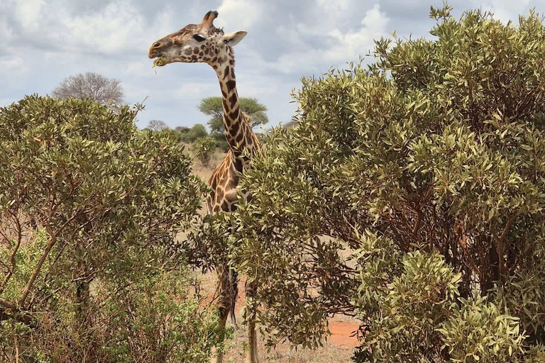 3-Day Safari in Tsavo East, Ngutuni, & Salt Lick – Big Five & Sunset Views 3-Day Safari in Tsavo East, Ngutuni & Salt Lick – Big Five & Sunset Views