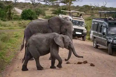 9 Days Serengeti Highlights of Tanzania Safari Tour