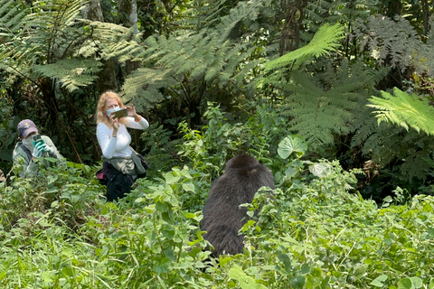 1 Dag Gorilla Trek &amp; Karisoke Onderzoekscentrum, Vulkanen NP