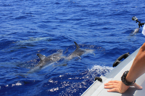 Phuket : Île de Raya Noi avec observation des dauphins en bateau rapide