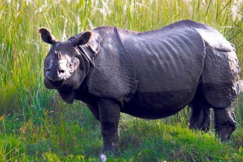 Circuit à Chitwan - Safari à dos de rhinocéros au Népal