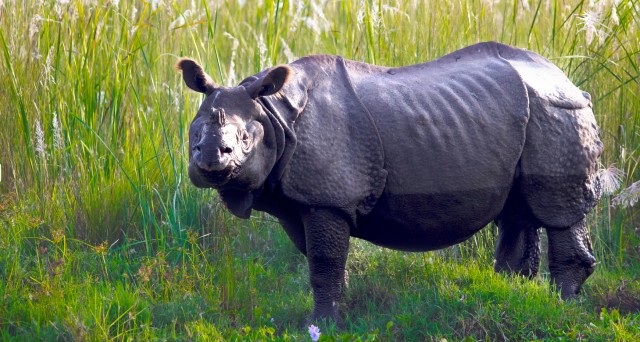 Chitwan Tour-Rhino Safari in Nepal