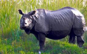 Chitwan Tour-Rhino Safari in Nepal