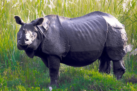 Excursión a Chitwan - Safari con rinocerontes en NepalChitwan