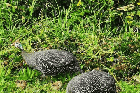 Cape Town: Kirstenbosch & False Bay Birdwatching Tour