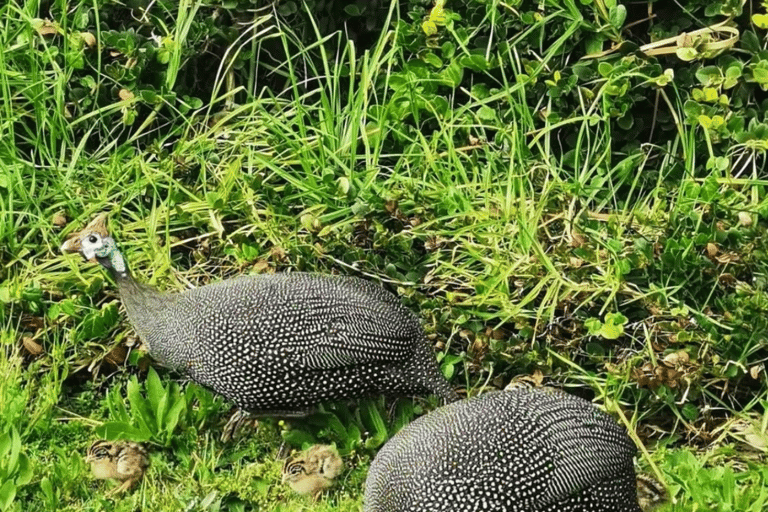 Cape Town: Kirstenbosch & False Bay Birdwatching Tour