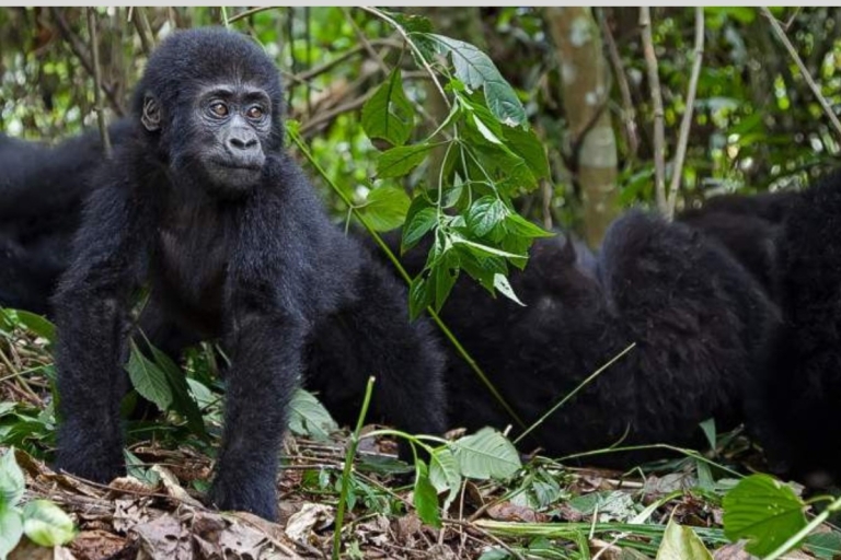 From Kigali Rwanda Gorilla tracking Day-trip