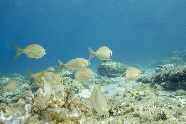 Try Scuba Diving from Boat in Budva - Budva Diving Center