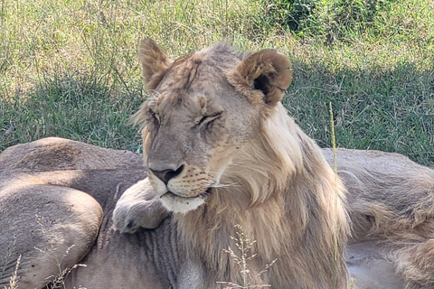 Mombasa: Safari di 3 giorni allo Tsavo Est e Ovest con alloggio