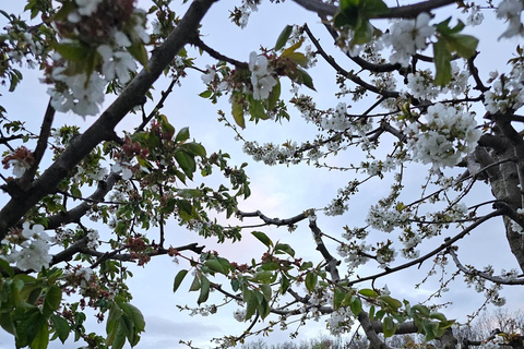 奥赫里德：巴拉克利亚蒸馏厂传统拉基亚品鉴奥赫里德：巴拉克利亚传统拉基亚酒厂品鉴