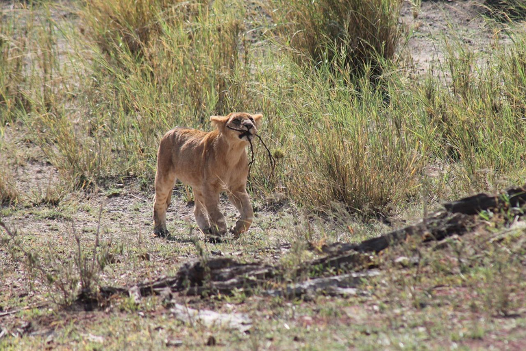 Dagtrip: Zanzibar naar Selous/ Nyerere National Park