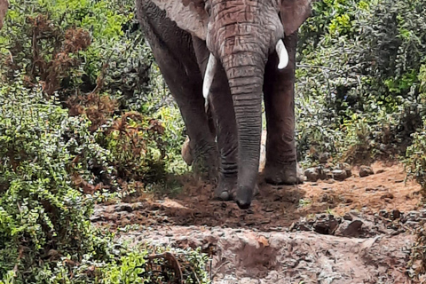 Vanuit Johannesburg: 6-daagse luxe Kruger Park safari