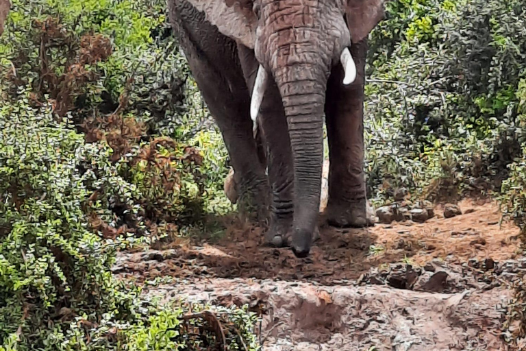 Vanuit Johannesburg: 6-daagse luxe Kruger Park safari