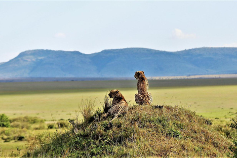 From Nairobi: Private 3-Day Masai Mara Big Five Game Drive