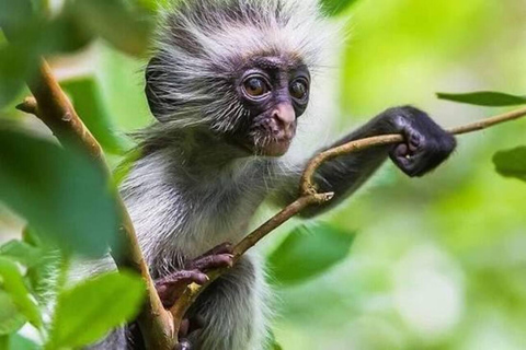 Zanzibar: Jozani & Salaam Monkeys, Mangroves & Secret Beach