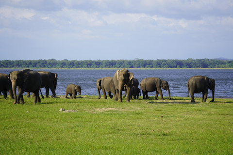 From Sigiriya: Sigiriya Rock + Minneriya NP Safari (Luxury)