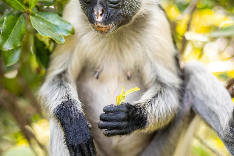 Zanzibar: Floresta de Jozani + excursão à Cidade de Pedra com traslado